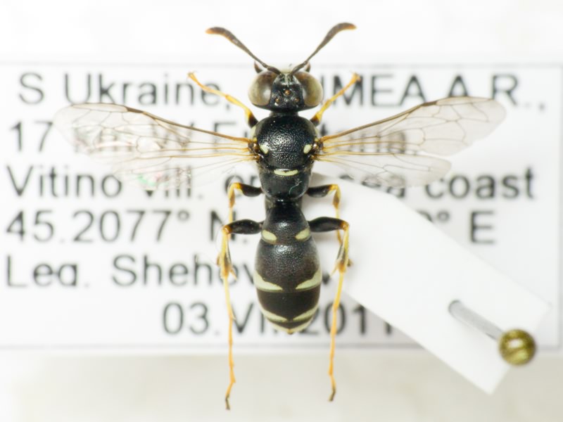 Hymenoptera